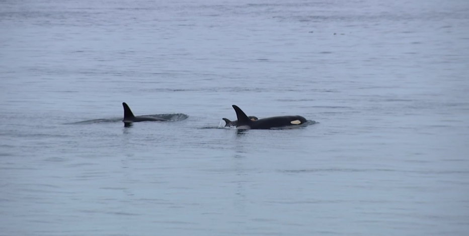 Researchers find cautious optimism with recent visits by Southern Resident orcas