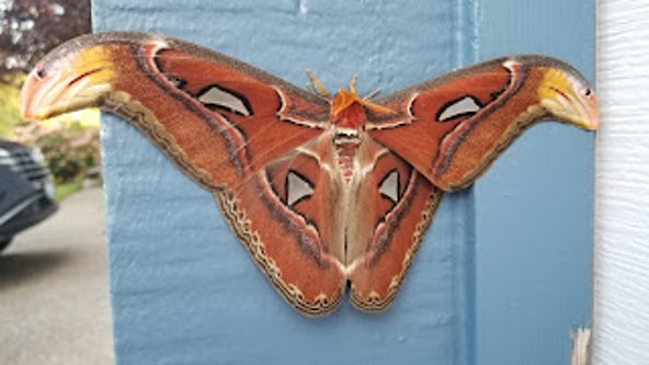 World’s largest moth found in Bellevue, WSDA says