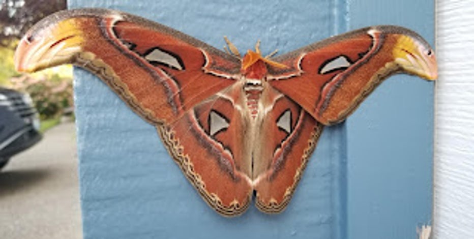 World’s largest moth found in Bellevue, WSDA says