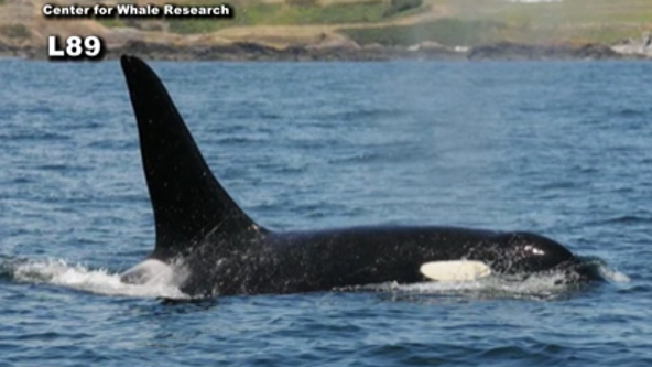 'It feels like I lost a family member'; Endangered orca population drops from 74 to 73 in annual census