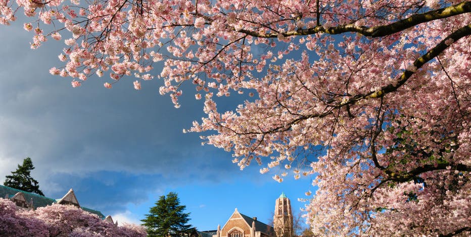 UW cherry blossoms 2024: Best time to visit and see peak bloom