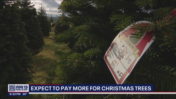 Families can expect to pay more for real Christmas trees this holiday season