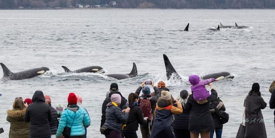 VIDEO: Record-breaking year for whale sightings in the Pacific Northwest, report