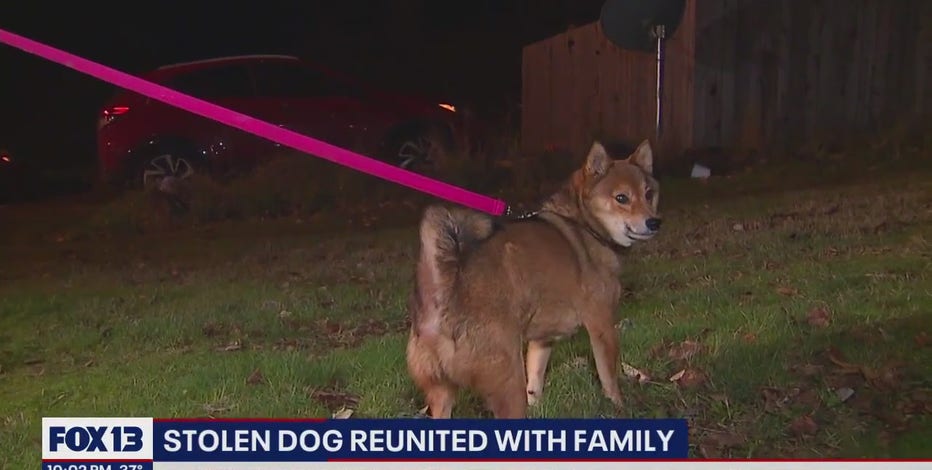 Family reunited with dog after car stolen from Tacoma parking lot