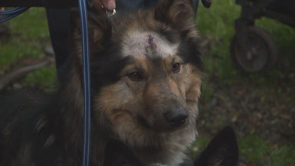 'I was just sick:' Stranger brutally attacks Lacey family's four dogs