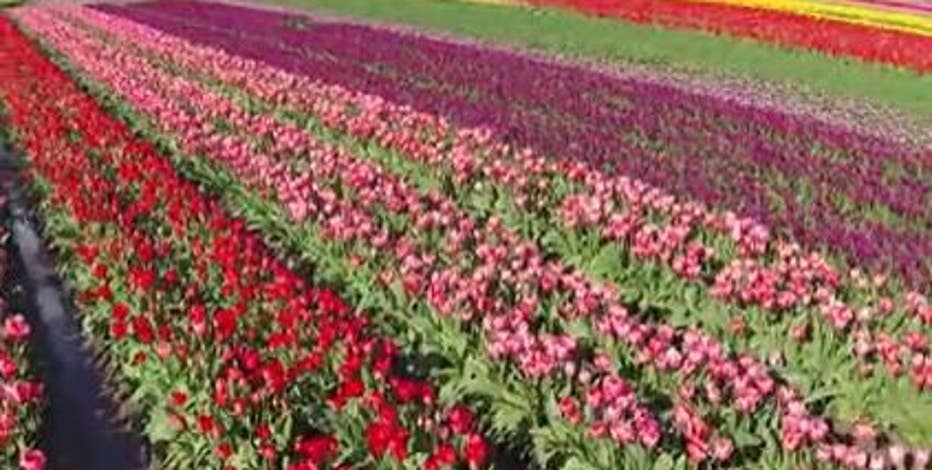 Skagit Valley Tulip Festival: Planning your trip to see the flowers in bloom