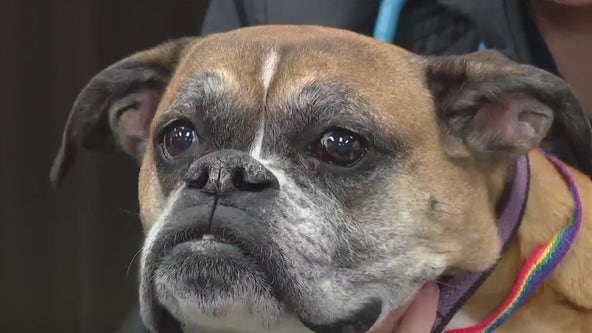 Washington clinics conducting nationwide trial for vaccine to treat canine cancer