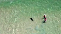 Video shows shark circling man and child at Alabama beach