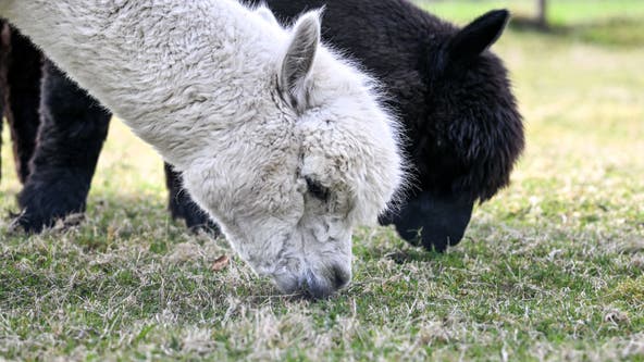 Deputies investigate after 10 alpacas were shot, killed in Clallam County