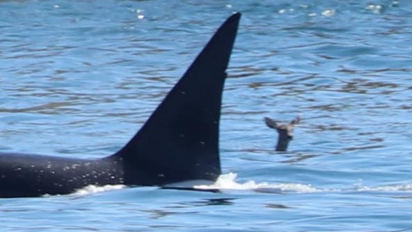 PHOTOS: Whale watchers spot a deer swimming alongside an orca near San Juan Island