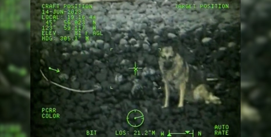 VIDEO: Dog fell from 300ft cliff near Cannon Beach, rescued by Coast Guard