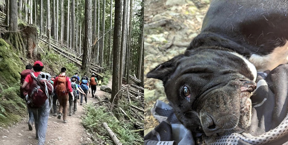 Rescue teams band together to save injured dog 2.7 miles into new Mailbox Peak trail