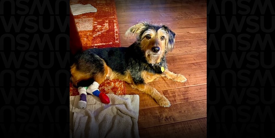'The prognosis wasn’t good, but his spirit never died:' WSU Vets help dog walk again
