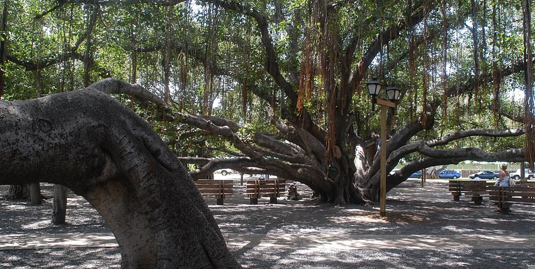 Maui fires: Did Lahaina's historic banyan tree survive?