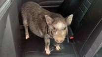 Pig found on Bacon Creek Road taken into 'custody' by Kentucky police
