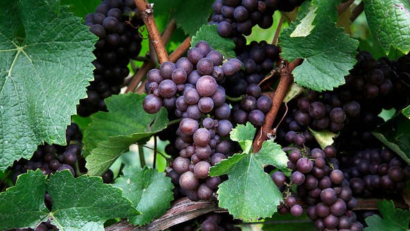 Wildfires can make your red wine taste like an ashtray. These scientists want to stop that
