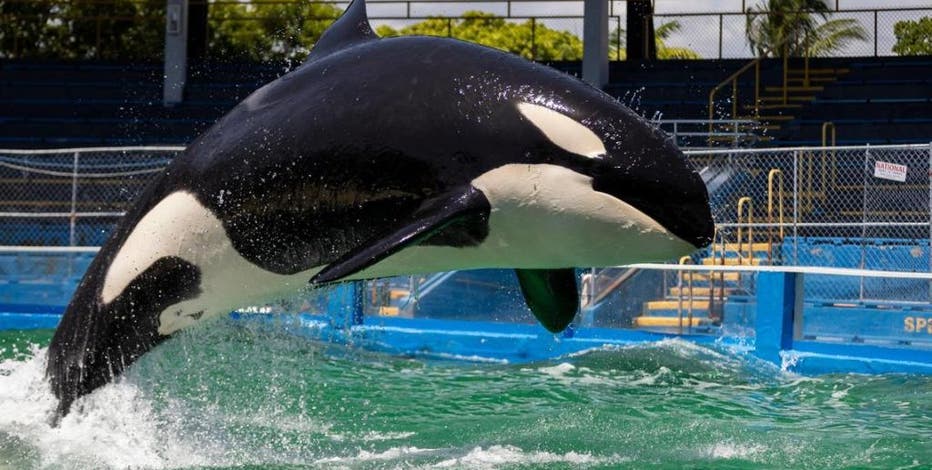 Orca Tokitae's remains return home to Washington, Lummi Nation to scatter ashes in Salish Sea