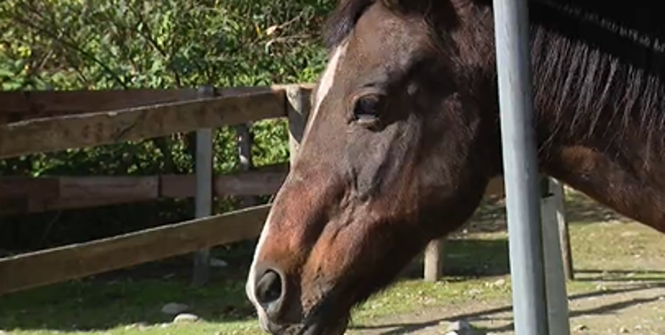 Maple Valley horse rescue takes in horse that was stabbed, abused in Eastern Washington