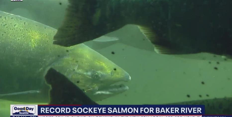 WDFW announces record-breaking surge in Baker River sockeye salmon population