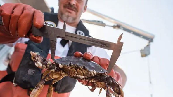 WA summer crab season begins July 1; here's what to expect this year