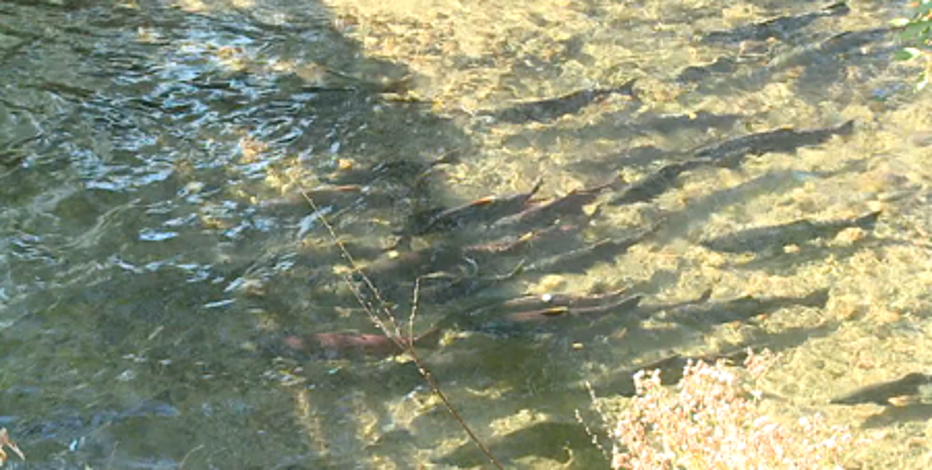 Local efforts helping to restore region's salmon habitats