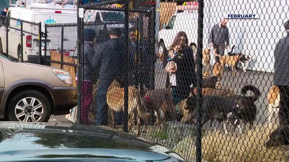 Slew of Seattle dog daycare complaints include lost dogs, poor sanitation and harassment