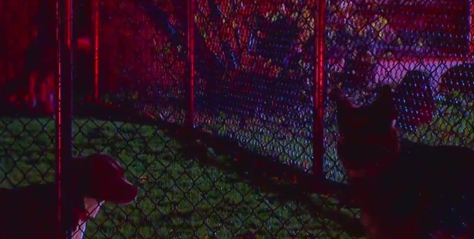 Former employees of The Dog Resort speak out following SoDo fire