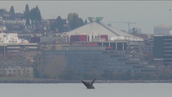 Young humpback whale leaps out of Seattle bay, dazzling onlookers