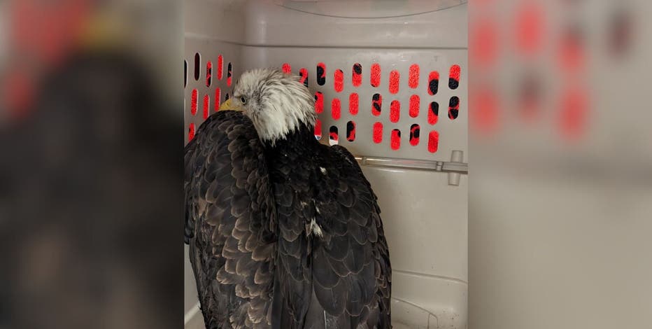Injured eagle rescued near Tacoma shows signs of recovery