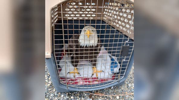 Electrocuted eagle found in Tacoma released back into wild