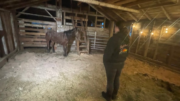 Horse running wild in the woods for months is lured to safety by 'sweet' ingenuity