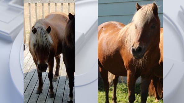 Horse shot to death in Maple Valley; second WA horse killing in 90 days