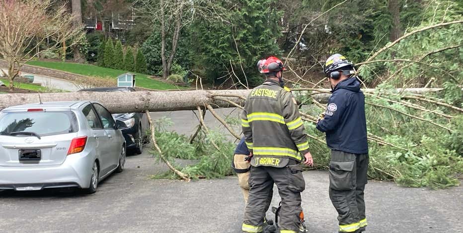 Falling trees claim 2 lives in a month, less than 5 miles apart