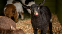 Tacoma's Point Defiance Zoo & Aquarium welcomes 8 goat kids