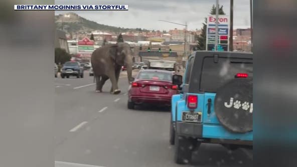 Elephant escapes circus, stops traffic: Video