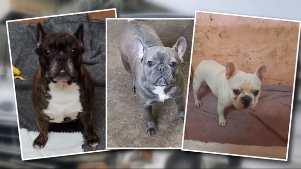 3 French bulldogs stolen from van in Kirkland returned to owners nearly a week later