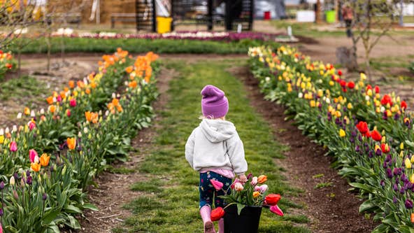 Skagit Valley Tulip Festival extending through May 5