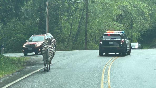 4 zebras escape on I-90 near North Bend