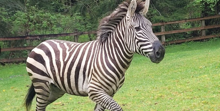 Animal control officers 'intensify' efforts to find missing zebra in North Bend, WA
