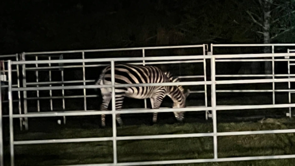 ‘It was a community effort’: Wranglers, residents help corral 4th and final missing zebra near North Bend