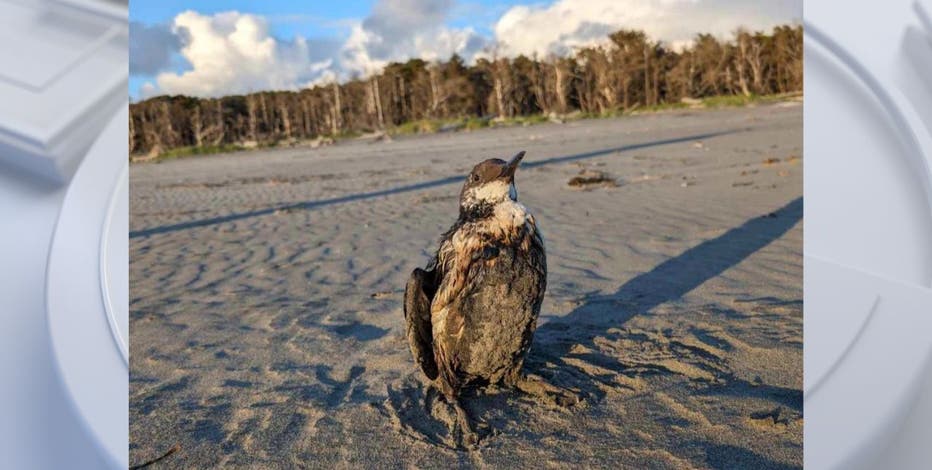 Birds covered in oil reported along WA, OR beaches