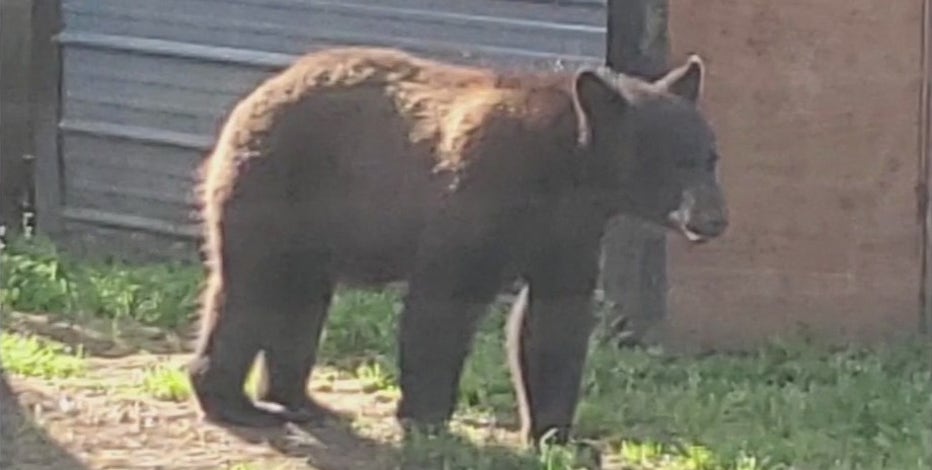 Officers capture black bear in tree in backyard of Pierce County home