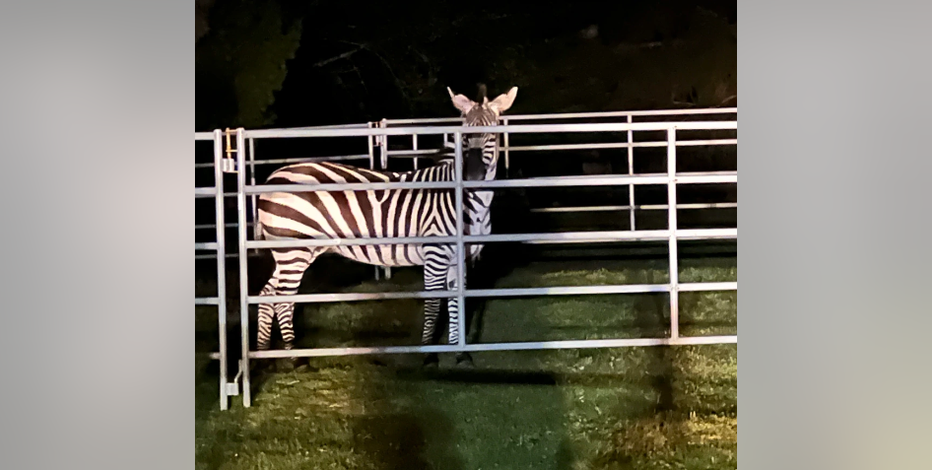 Elusive missing zebra captured in North Bend
