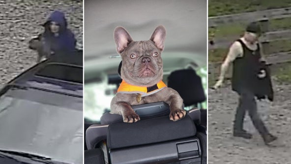 Bonney Lake PD looking for thieves who stole French Bulldog from owner's yard