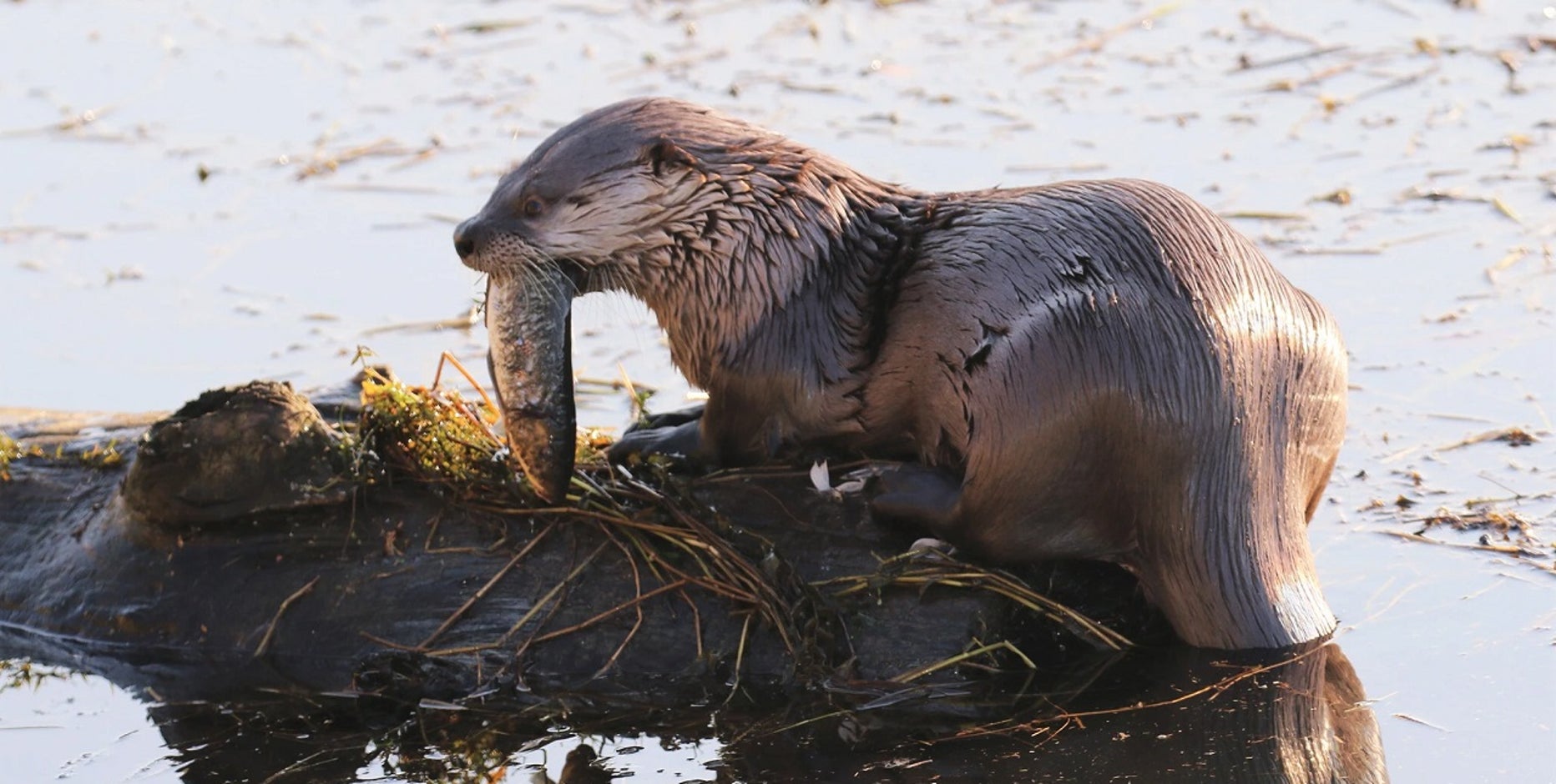 River otter pulls young child into WA water, attacks family at marina