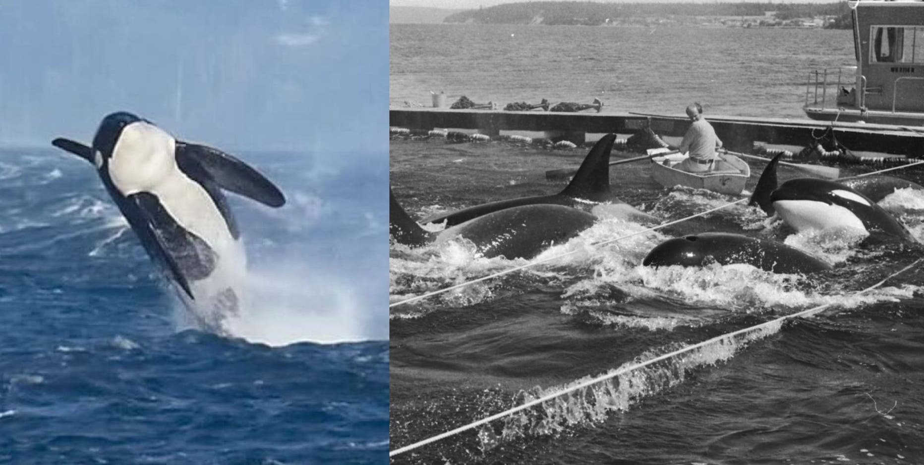 Southern resident orcas reclaim Penn Cove, 50 years after brutal roundups