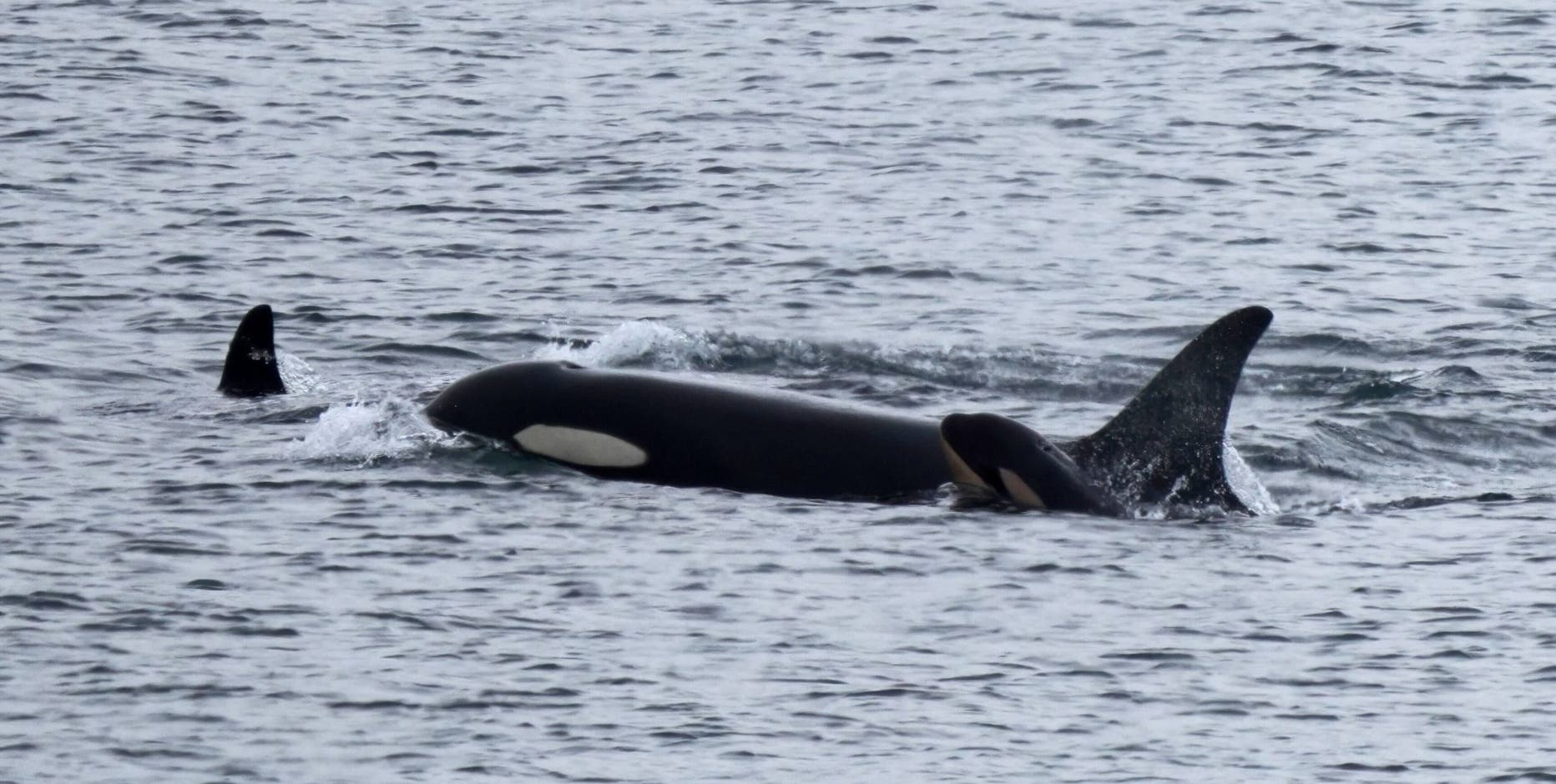 Orca Tahlequah seen pushing second dead calf in WA waters