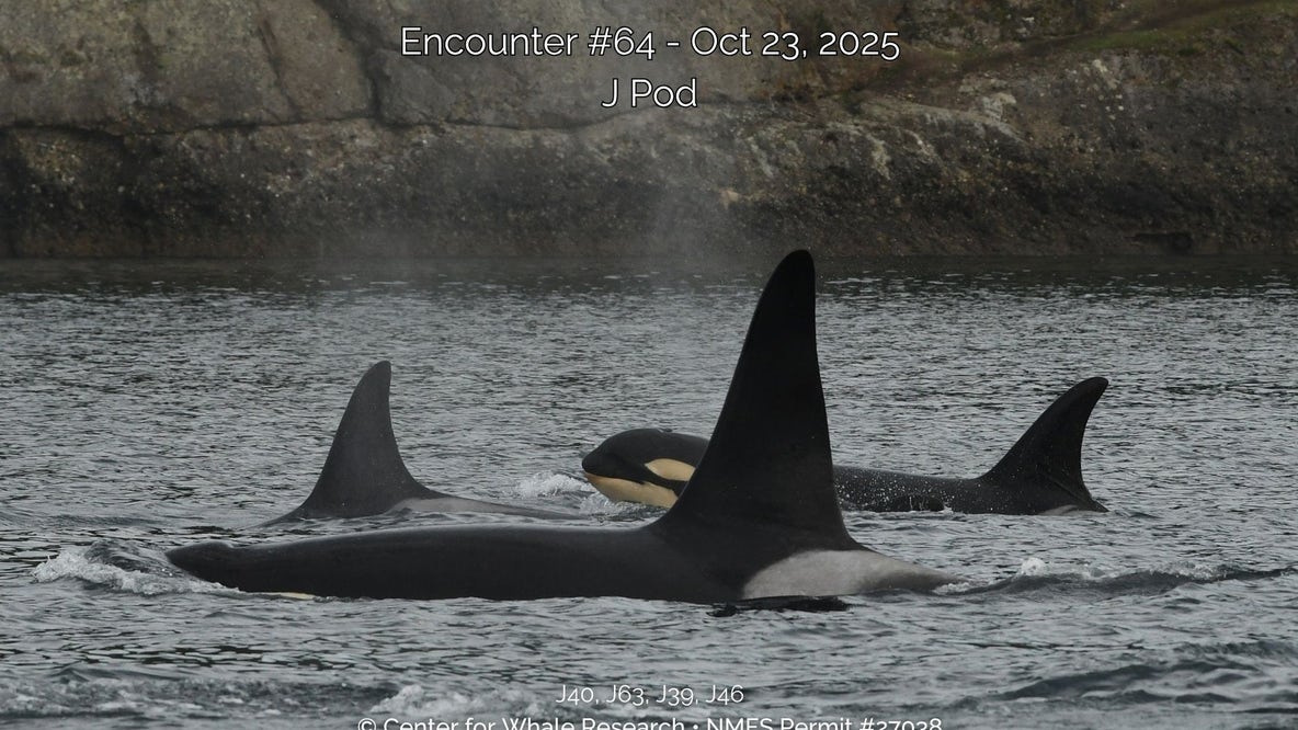 Researchers in WA say newborn Southern Resident orca likely dead
