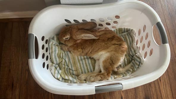 'Don’t have a voice': Rescuers struggling to keep up with bunny dumping in Brevard County