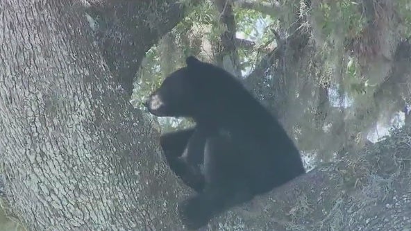 'We risk decimating the population': Concerns, questions grow as Florida considers another bear hunt